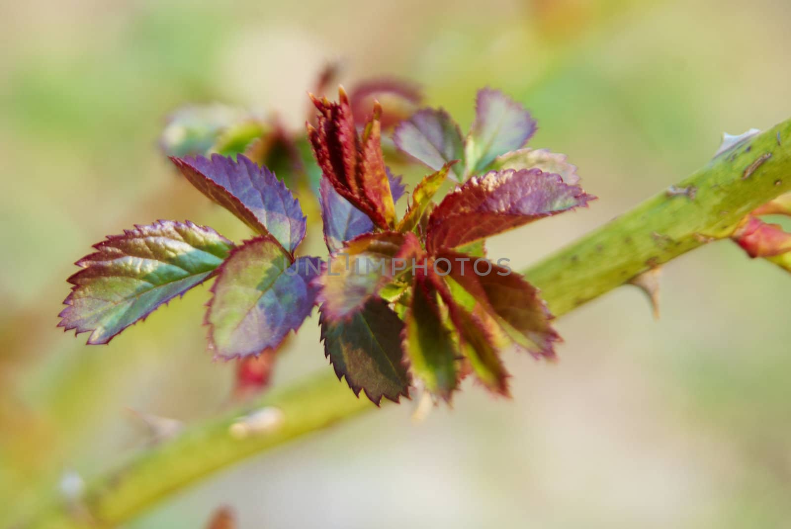 newborn leaves