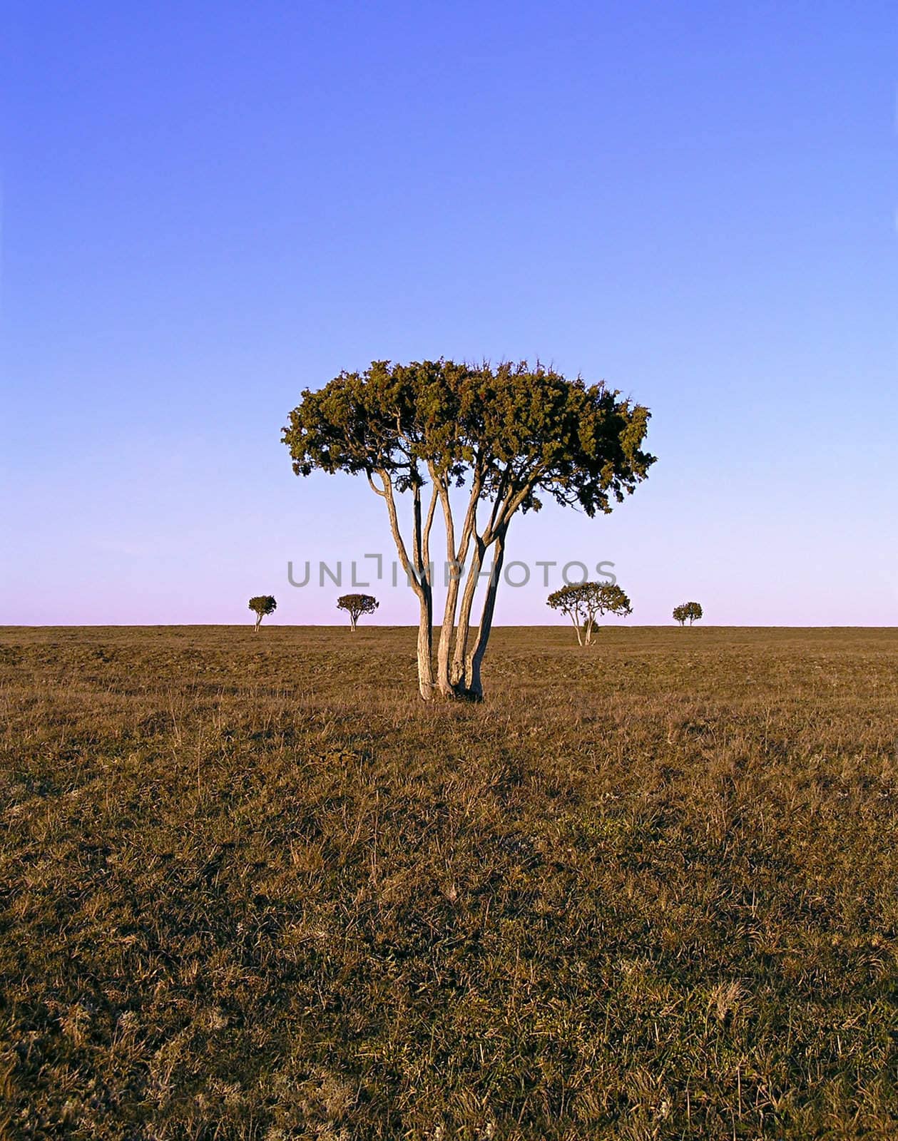 African step tree in barren landscape