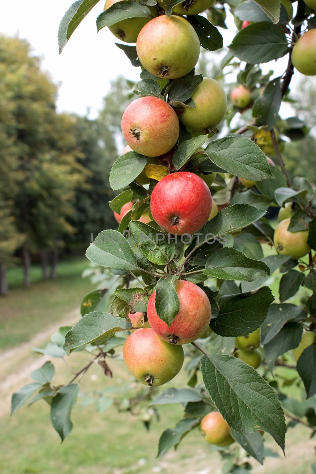 Branch with ripe apples by timbrk