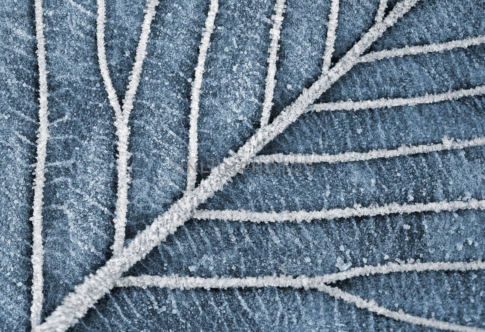 Abstract nature shot of frozen autumn leave. Verry Cool.