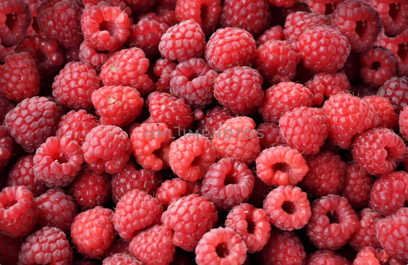raspberry on white plate by vladab