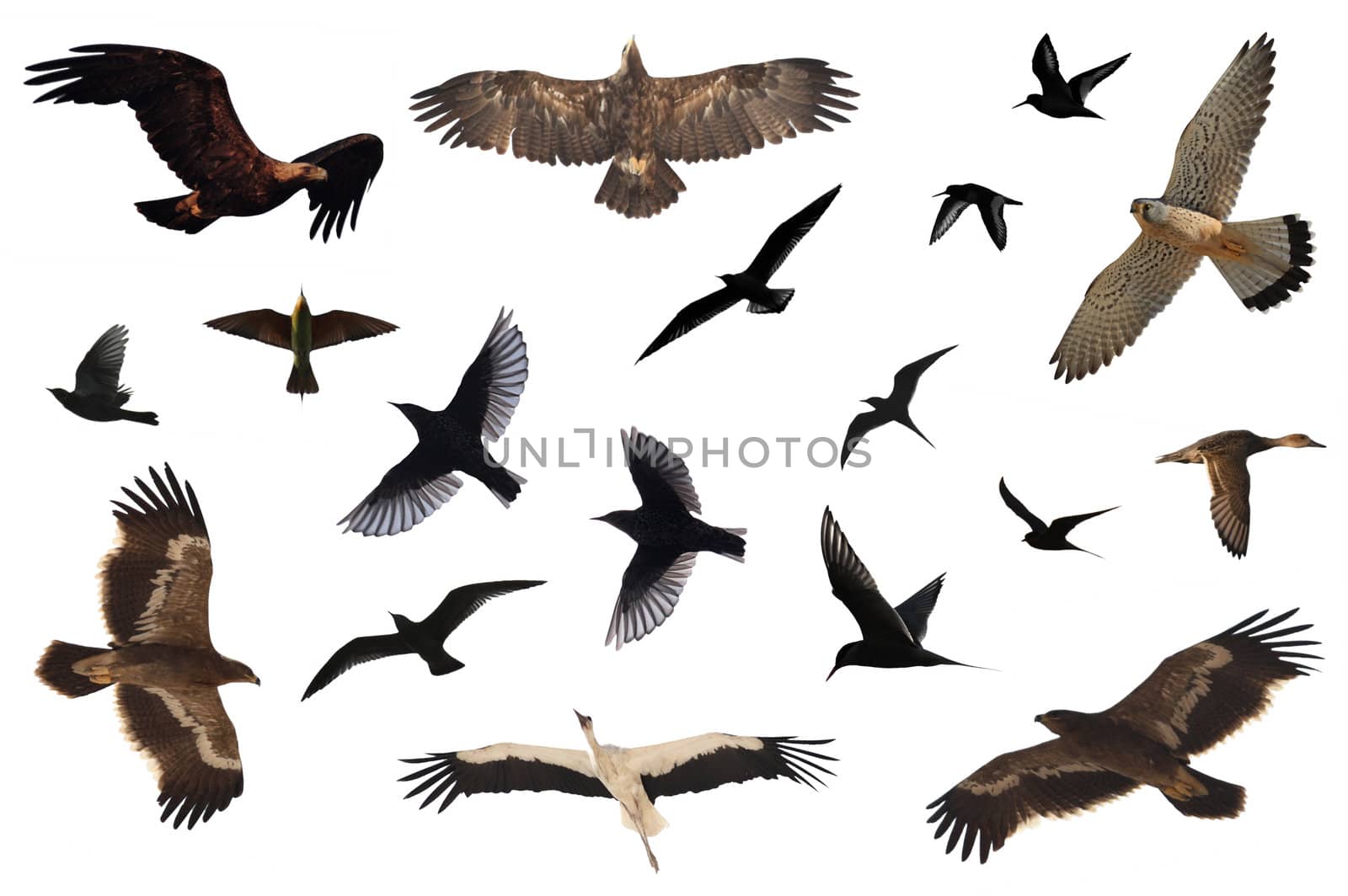 A number of birds isolated on white.