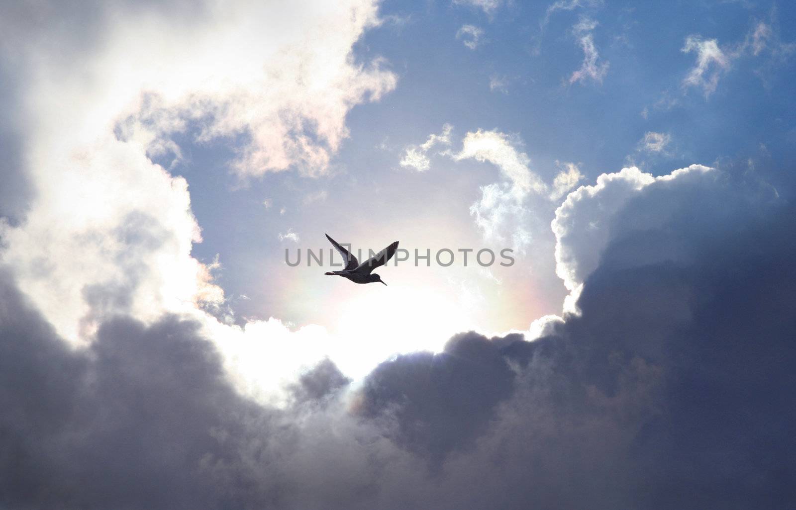 Bird flying in the sky with a dramatic cloud formation in the background. Light shining trough which gives a symbolic value of life and hope.