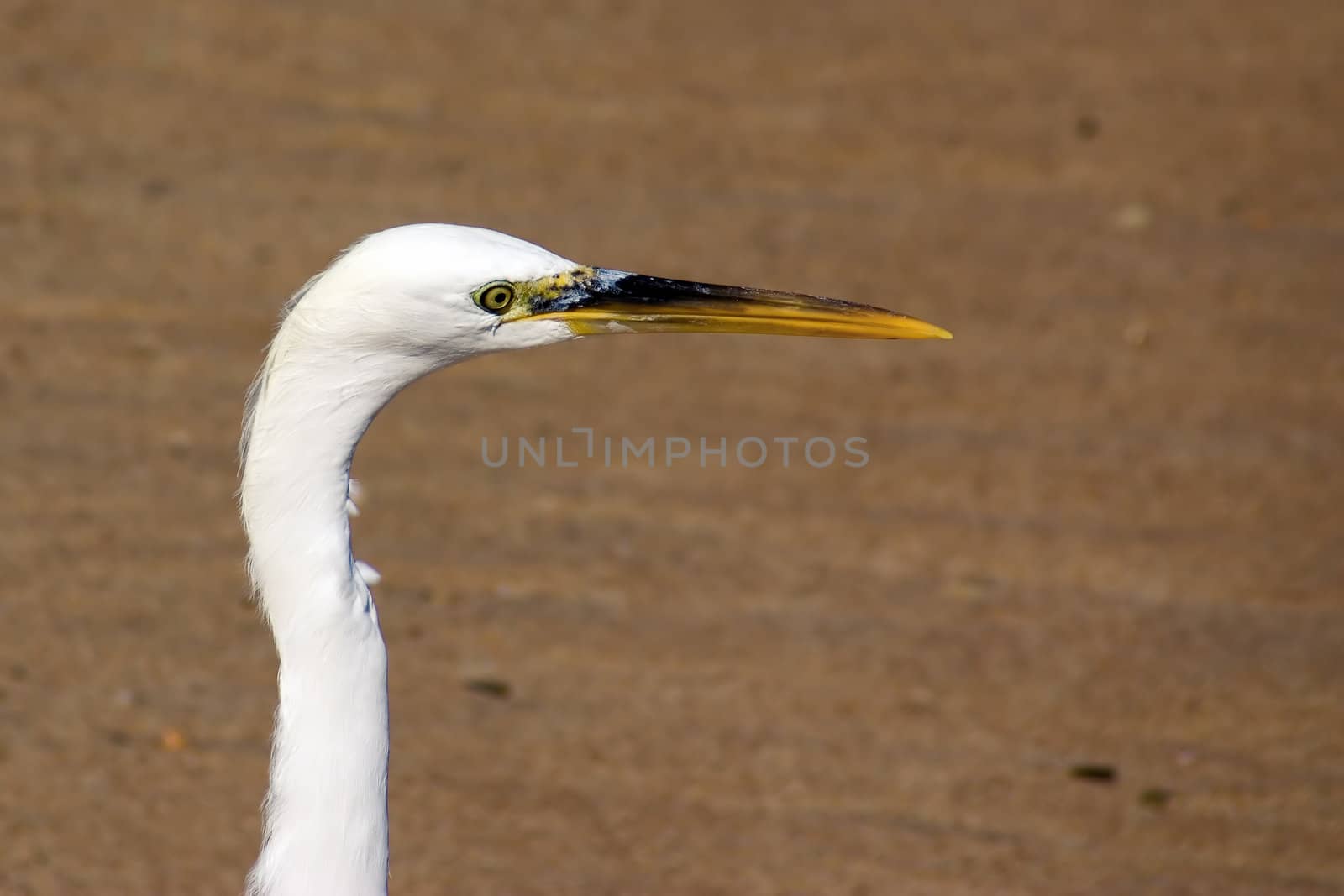 Heron walking on a beach, close-up