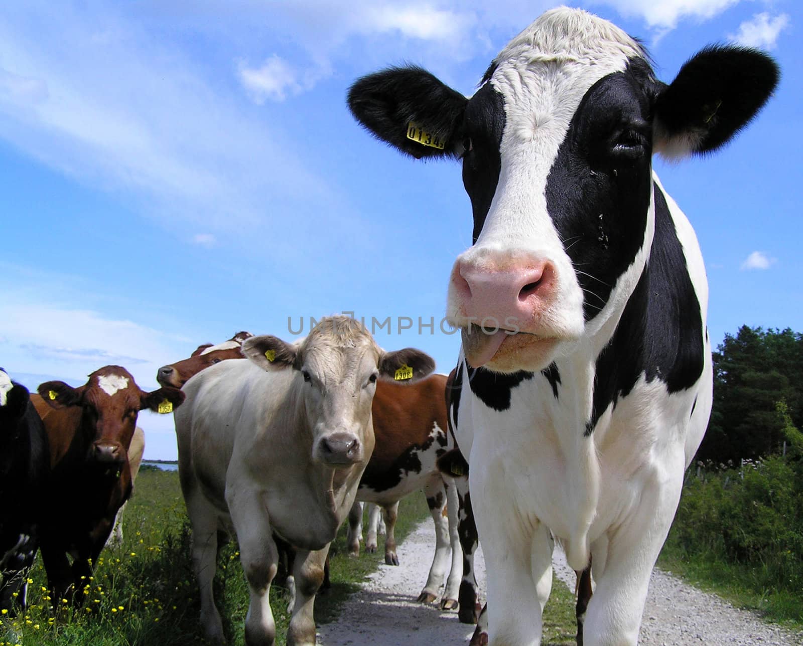 A very curious cow and his friends in the background.