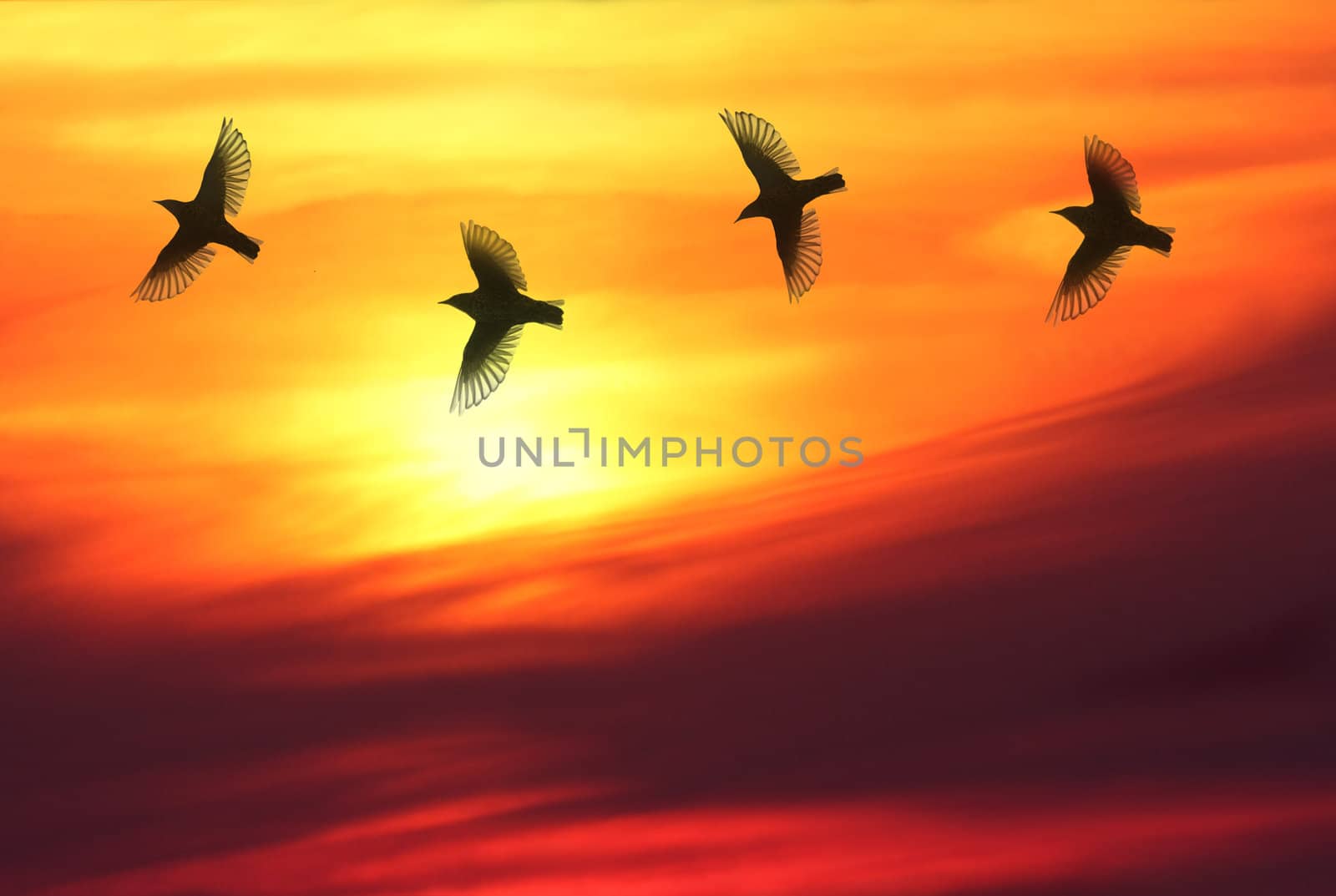 Four birds chasing each other in front of beautiful sunset.