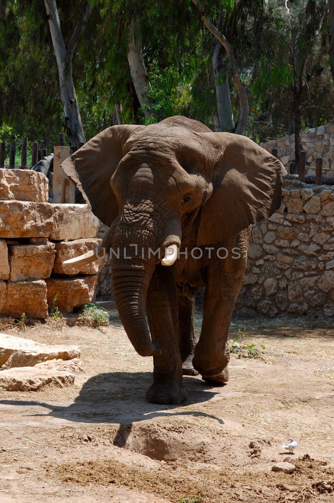 The world's largest elephant living at the zoo