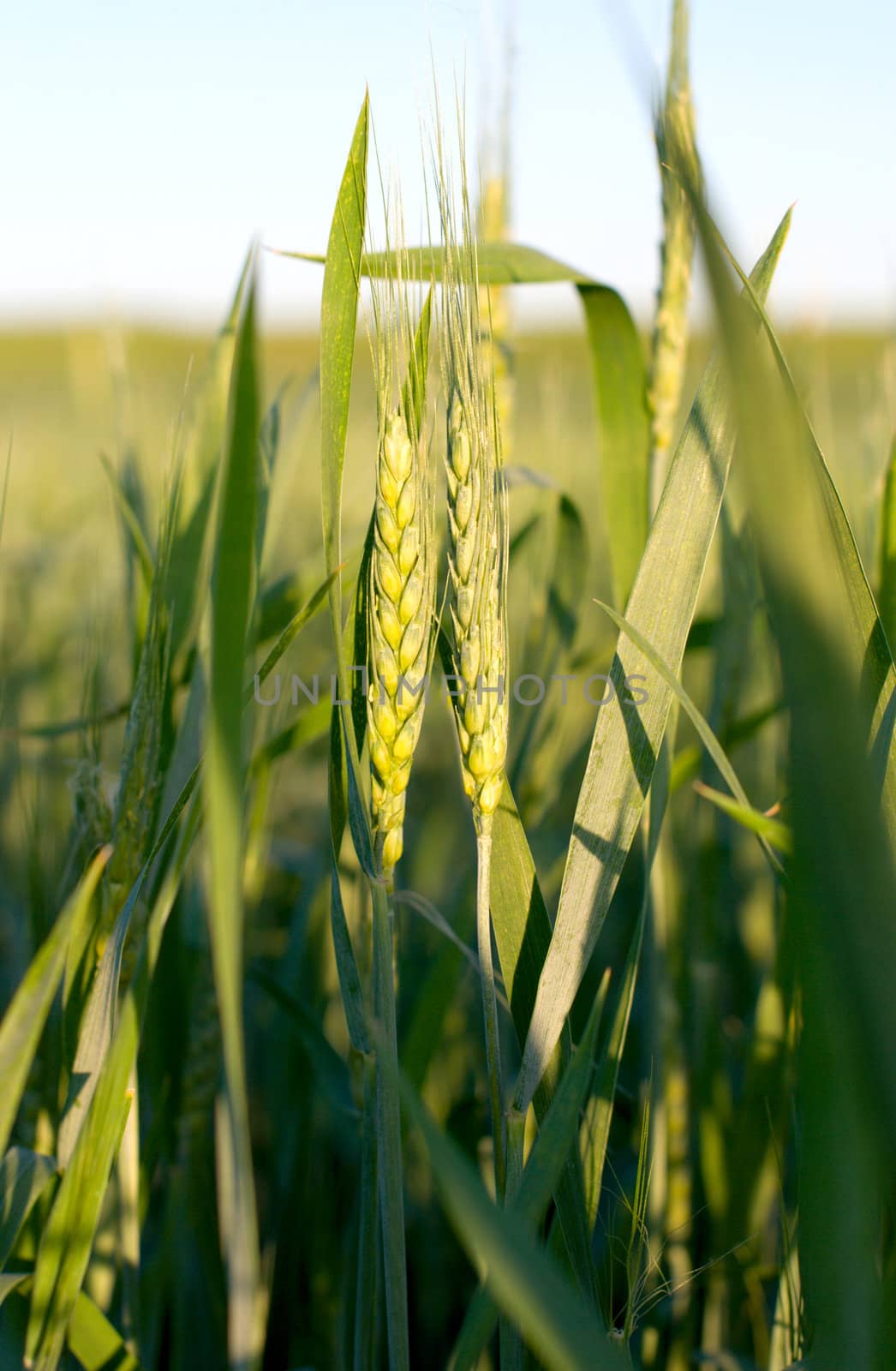 closeup of a green ears of wheat