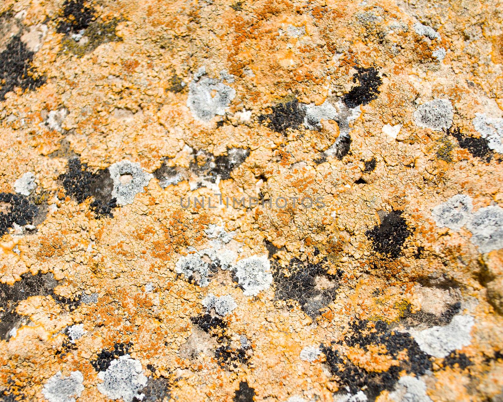 Closeup view of natural orange mold