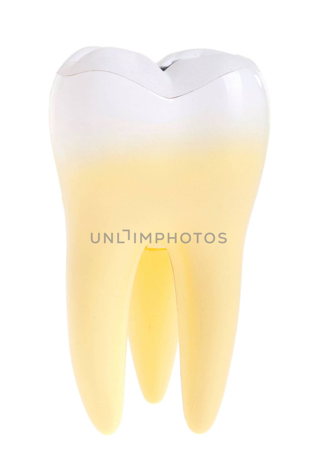 gorgeous molar tooth isolated on white background