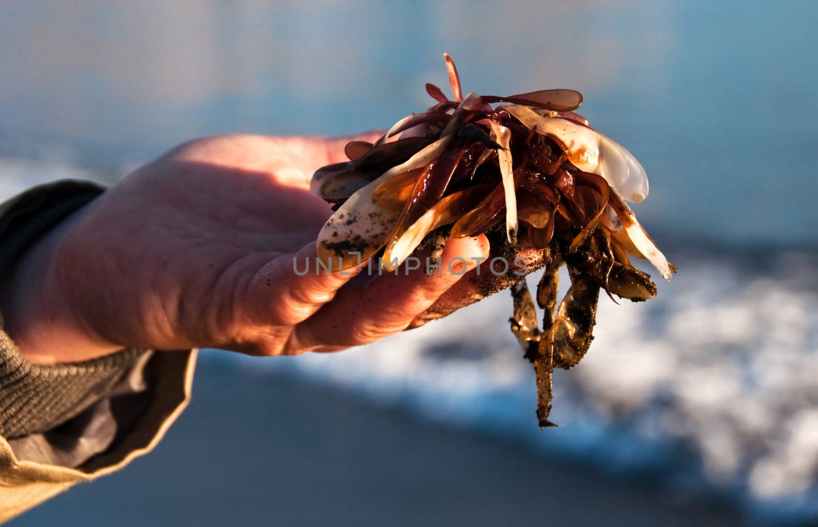 Beautifulgreen and brown  seaweed on a man's hand