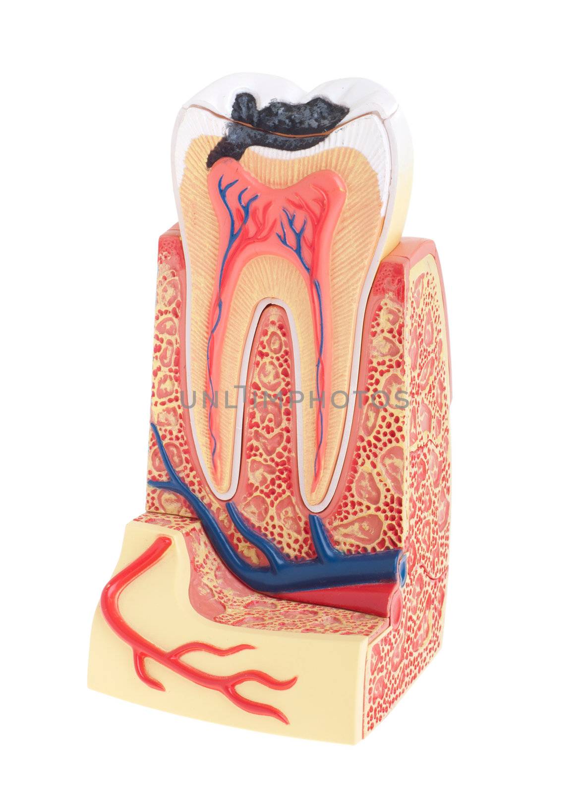 tooth anatomy (vital tooth, structure, bone, ligament) isolated on white background