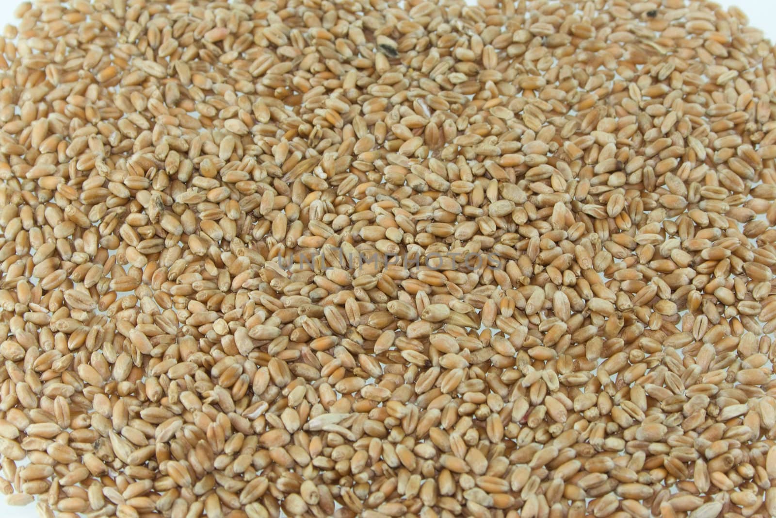 Background of wheat