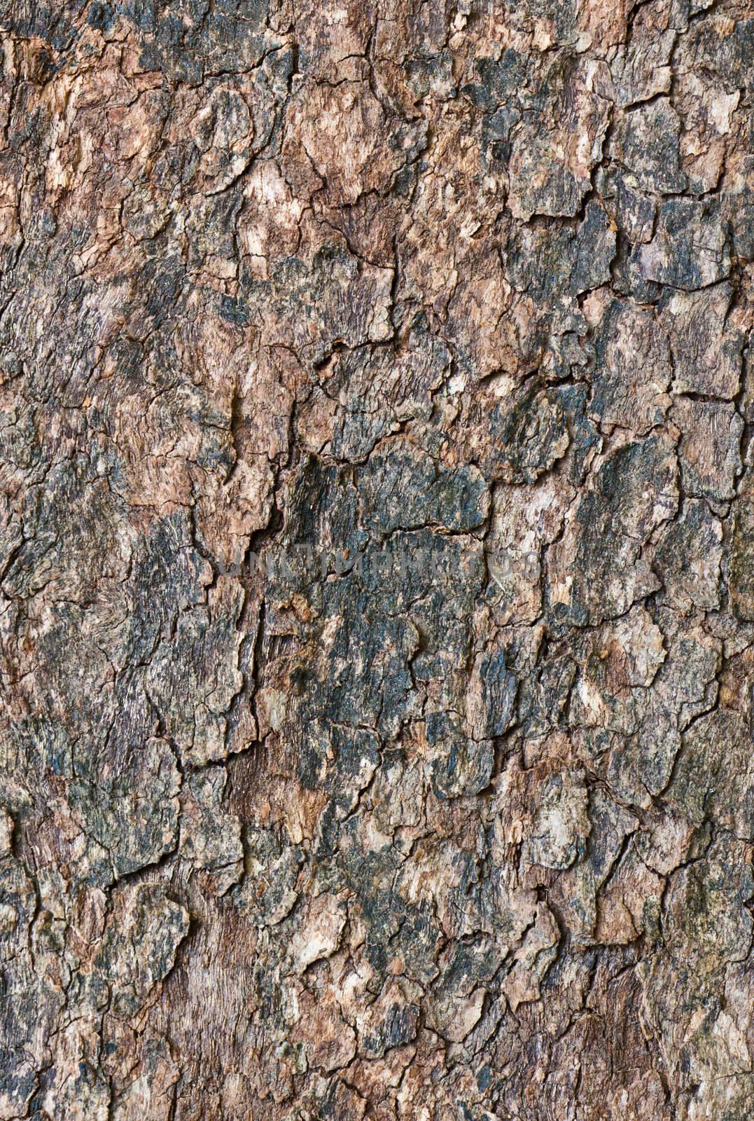 Tree bark  by stoonn
