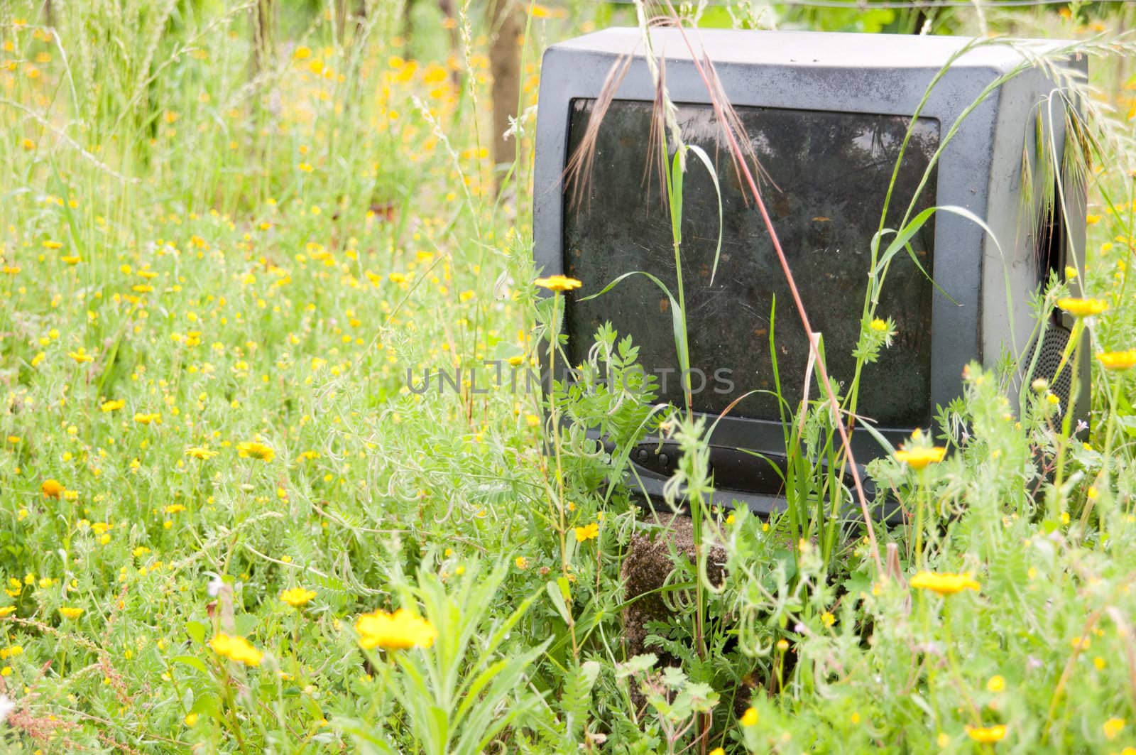 discarded old television on nature with some yellow daisies around
