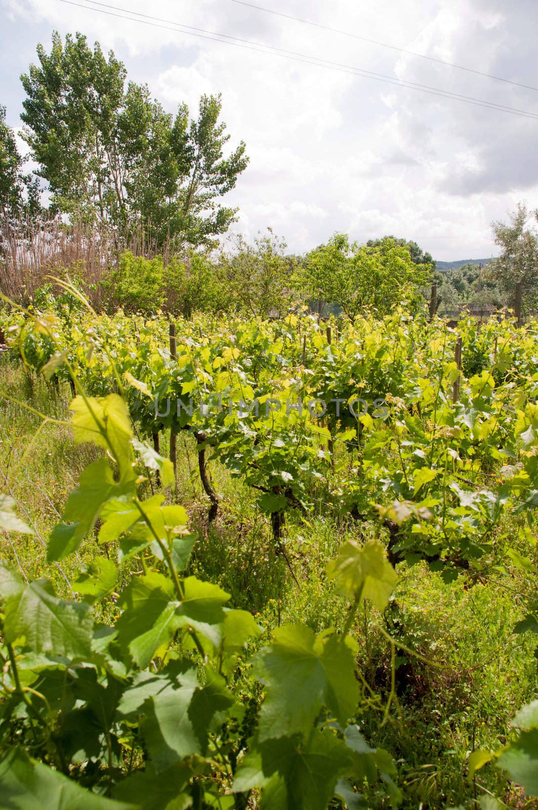 Vineyard  by luissantos84