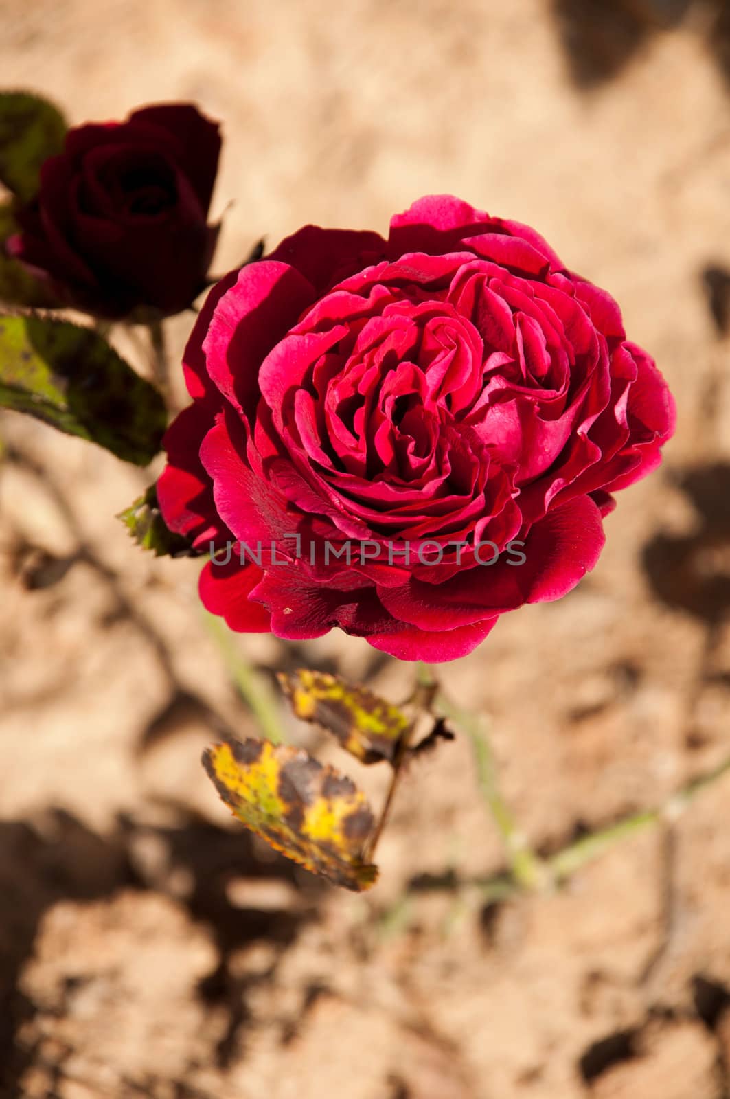 beautiful red vibrant rose on a small garden