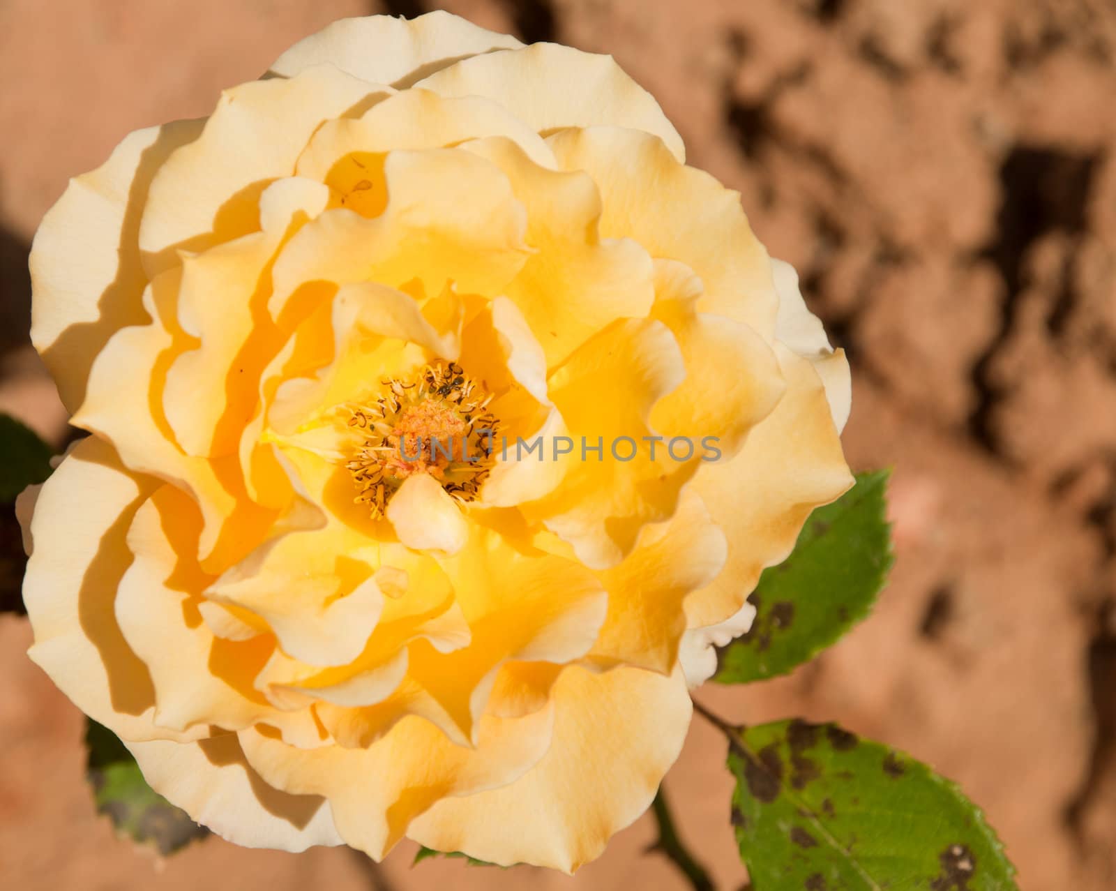 beautiful yellow vibrant rose on a small garden