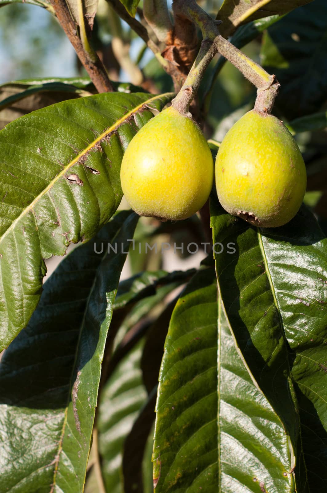 close up on gorgeous loquat fruits on a tree (not ready to pick)