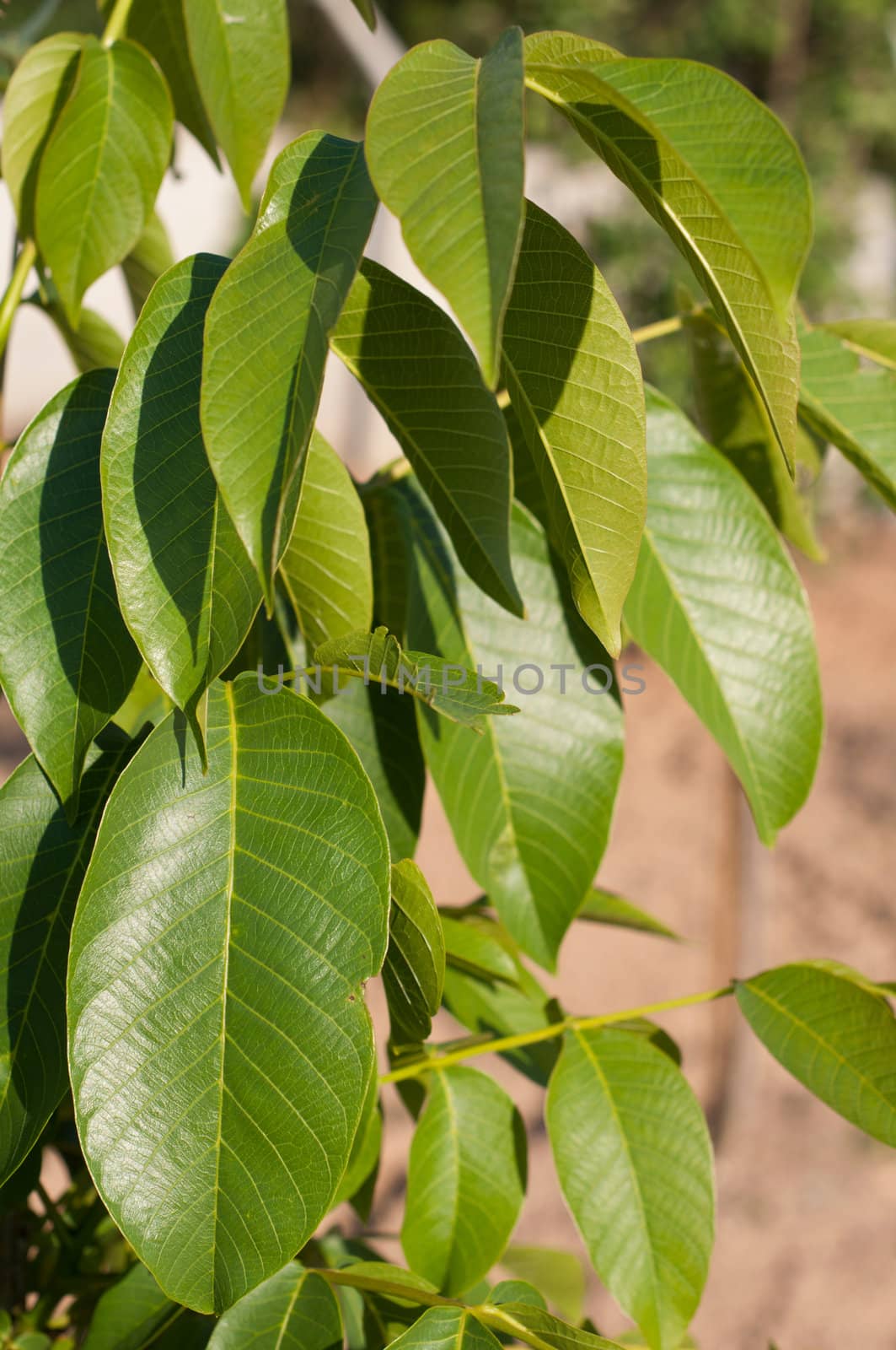 gorgeous granny smith apple leaves on a small farm