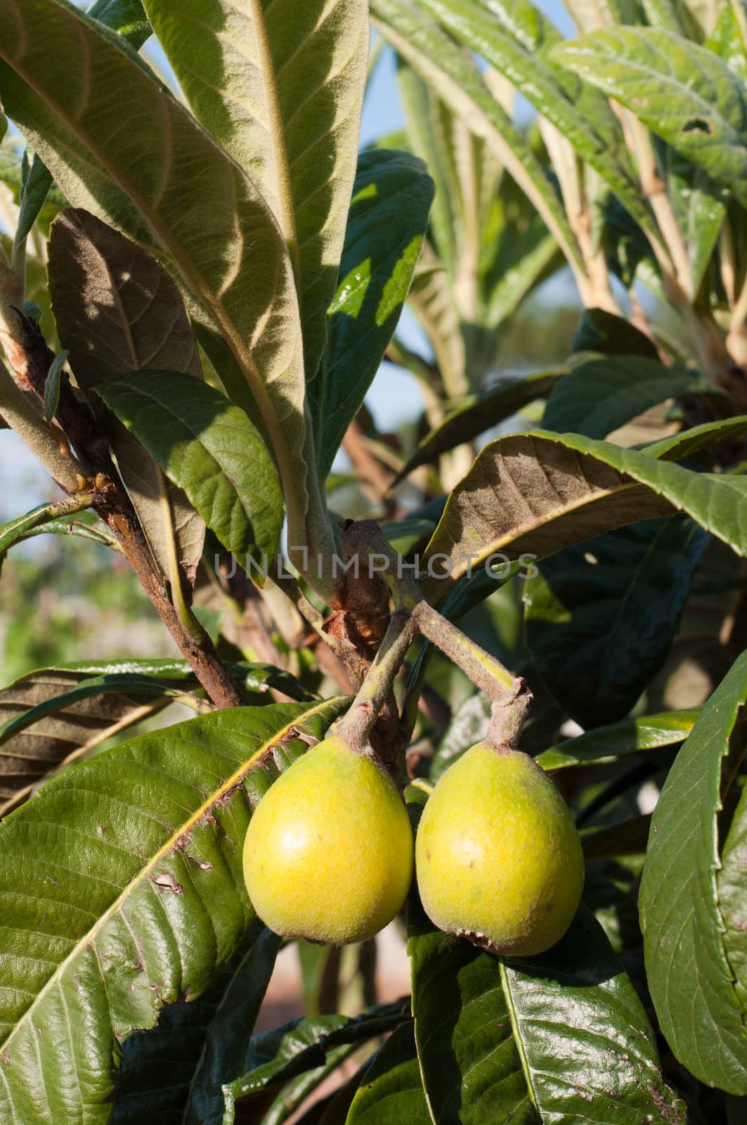 Loquat tree by luissantos84