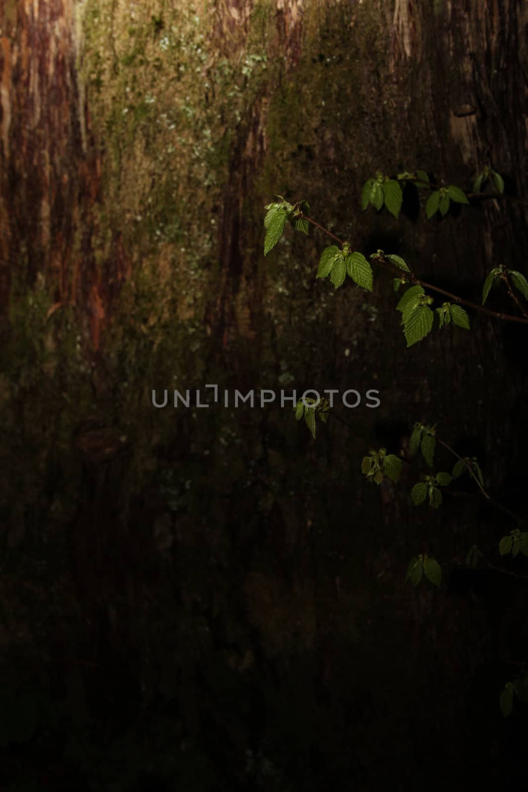 New green leaves against textured tree bark