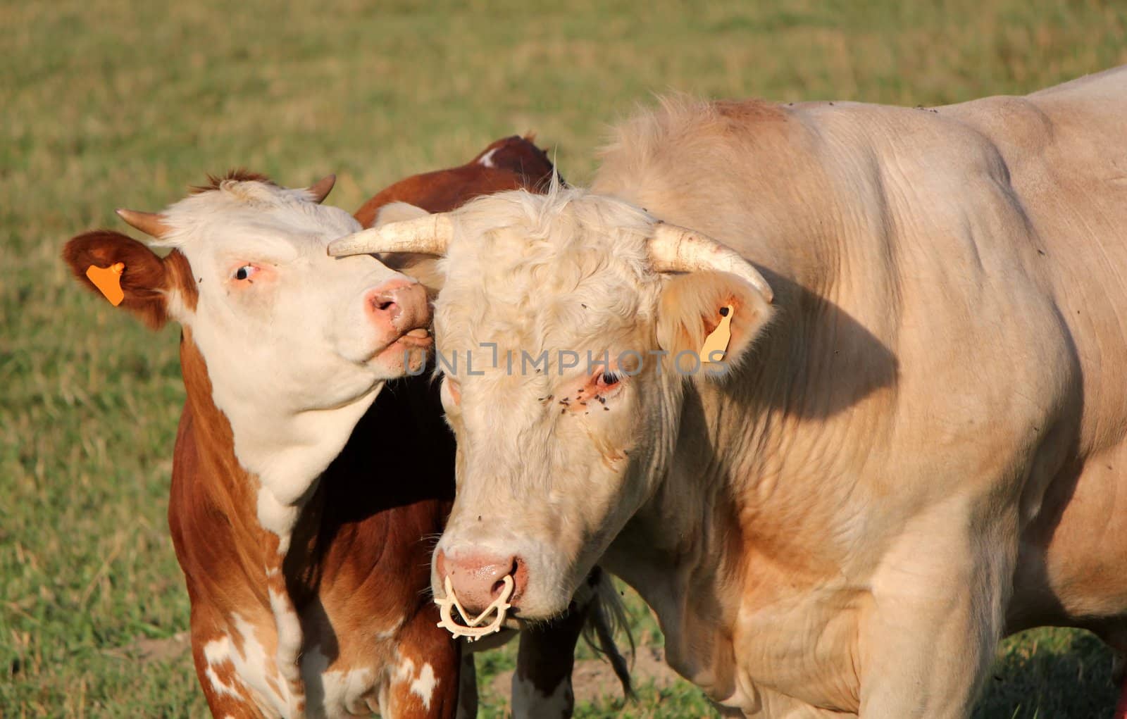 A young calf next to its mother and licking its head