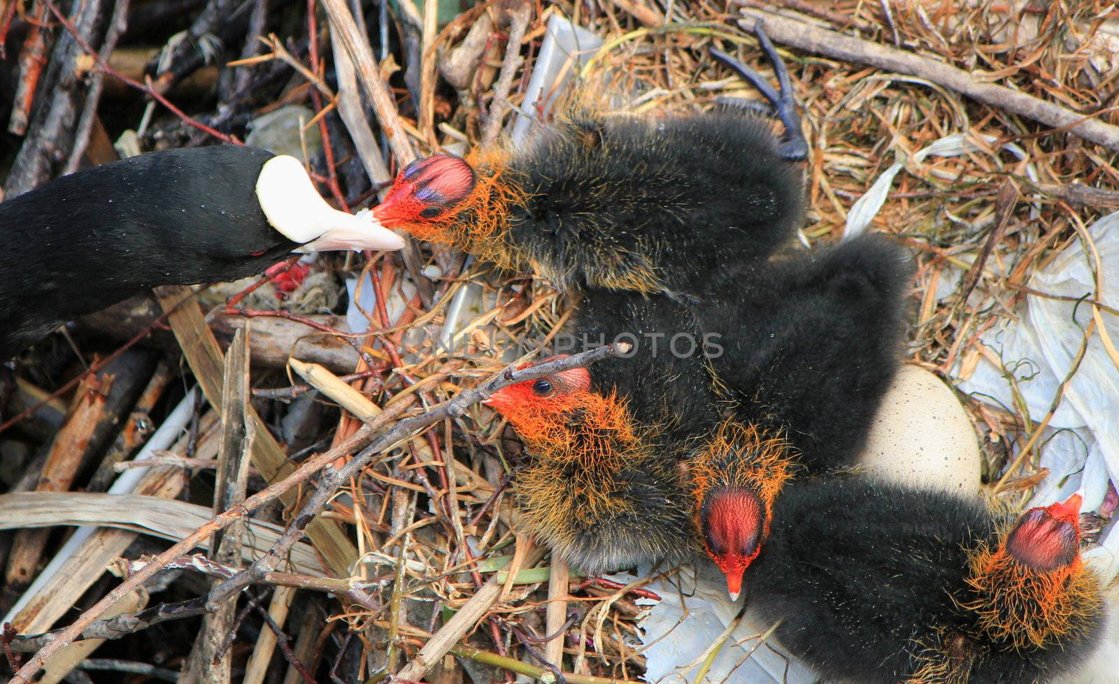 Coot female duck feeding its ducklings by Elenaphotos21