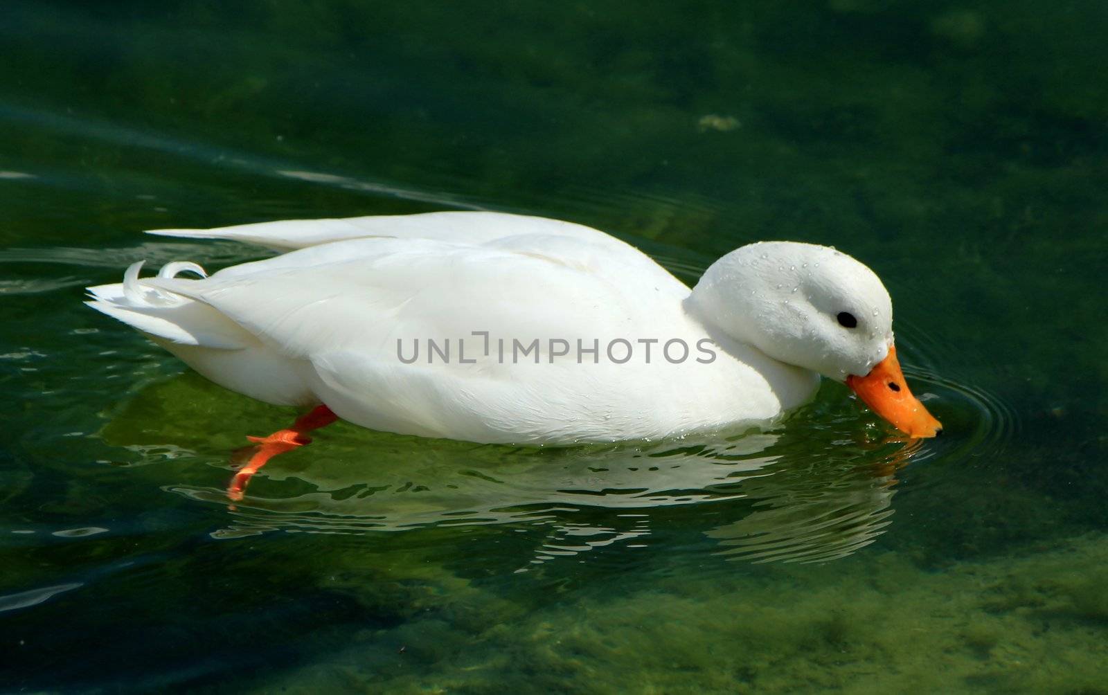 Beautiful white duck with orange beak floating on the water lake of Geneva, Switzerland.