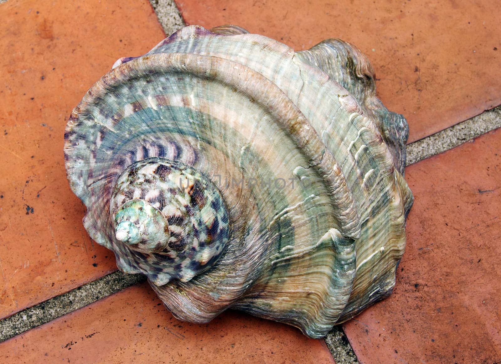 a sea shell by BeeManGuitarRa