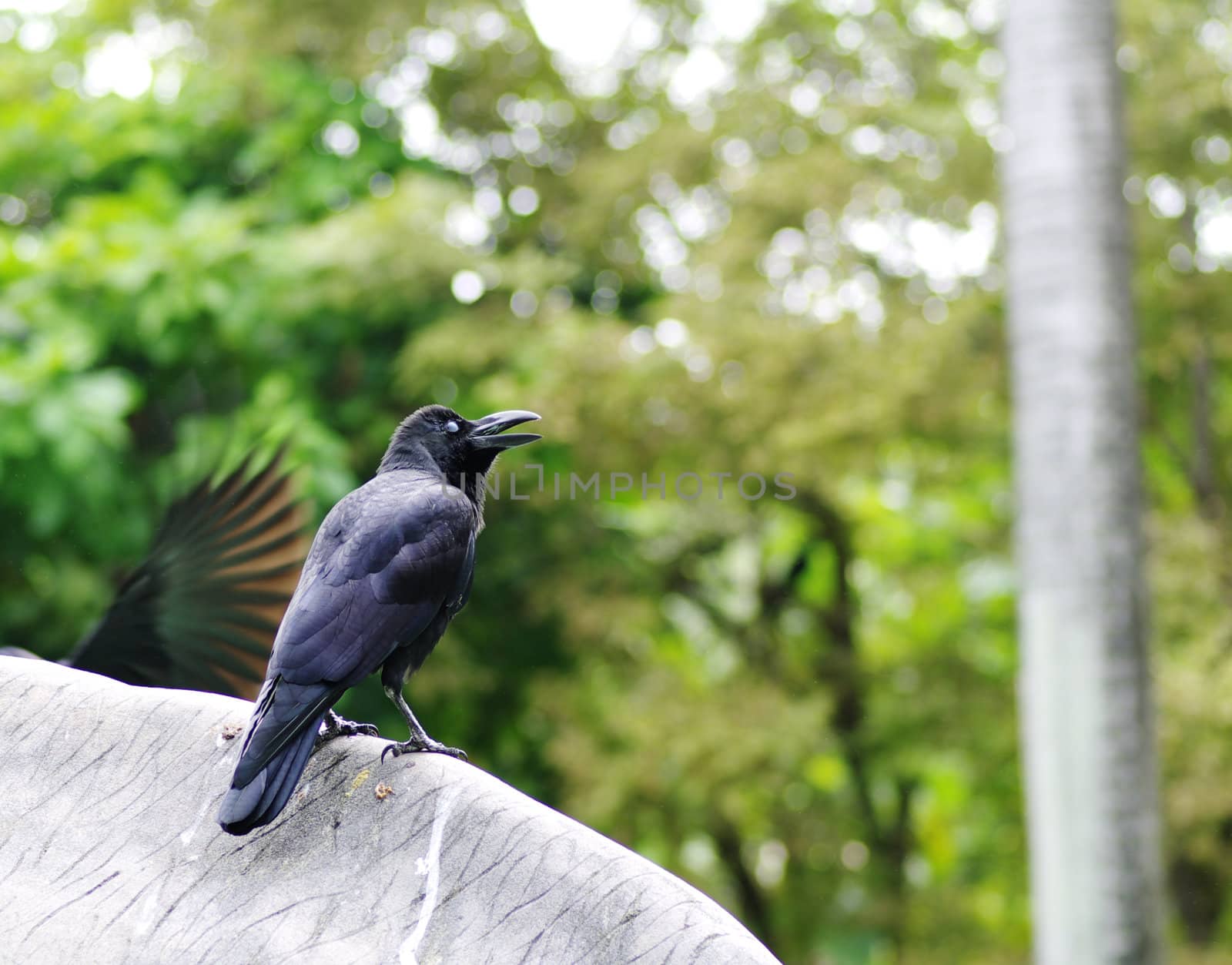 Black Crow by BeeManGuitarRa