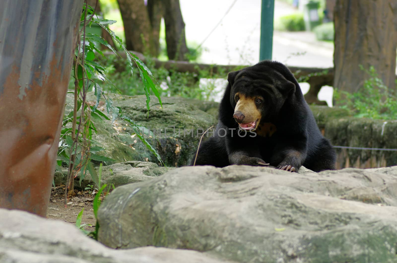 a bear live in Thailand nation zoo