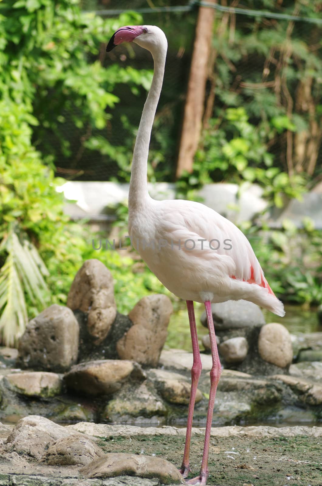 Flamingo live  in the Thailand nature zoo