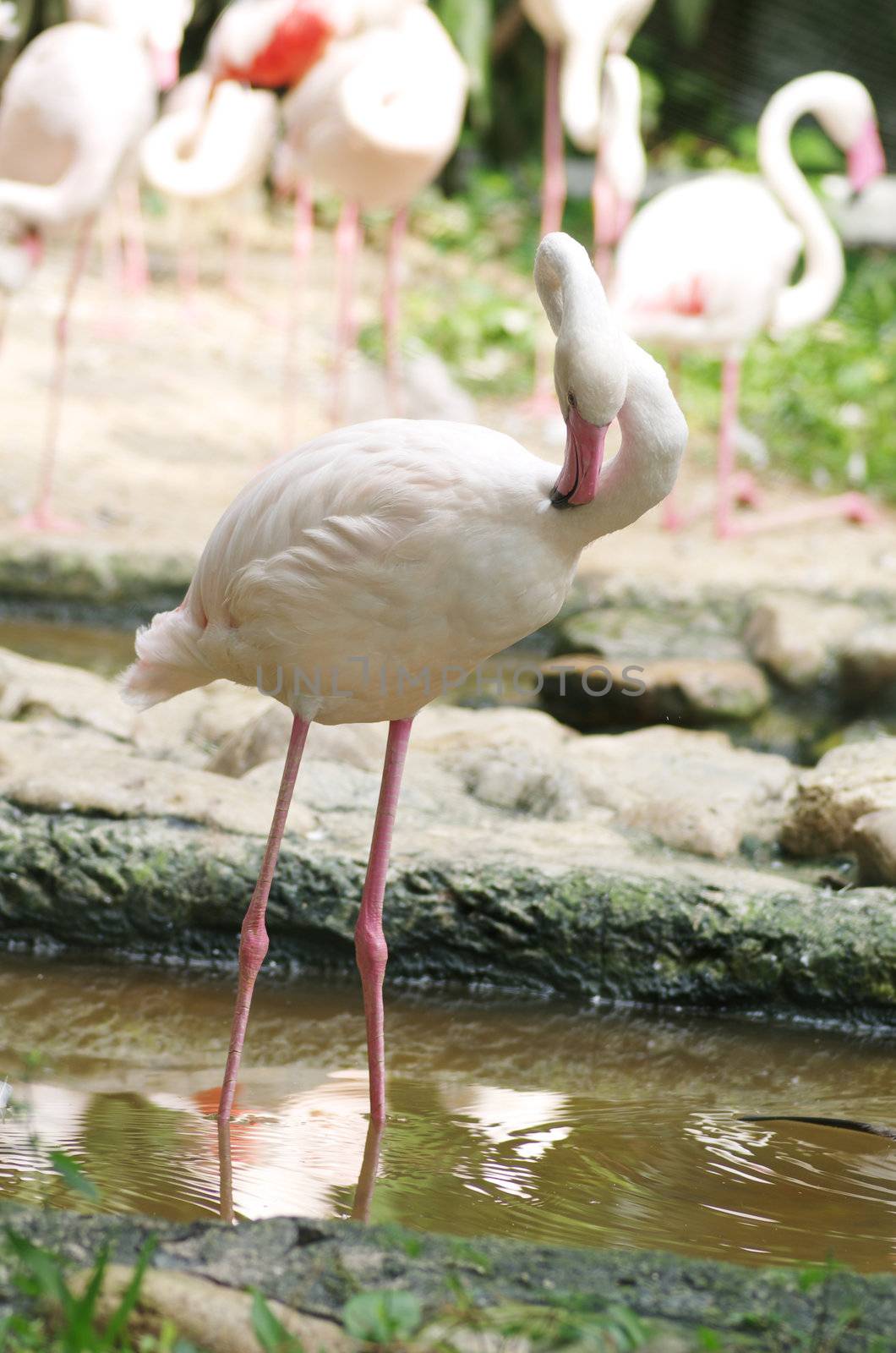 Flamingos live  in the Thailand nature zoo