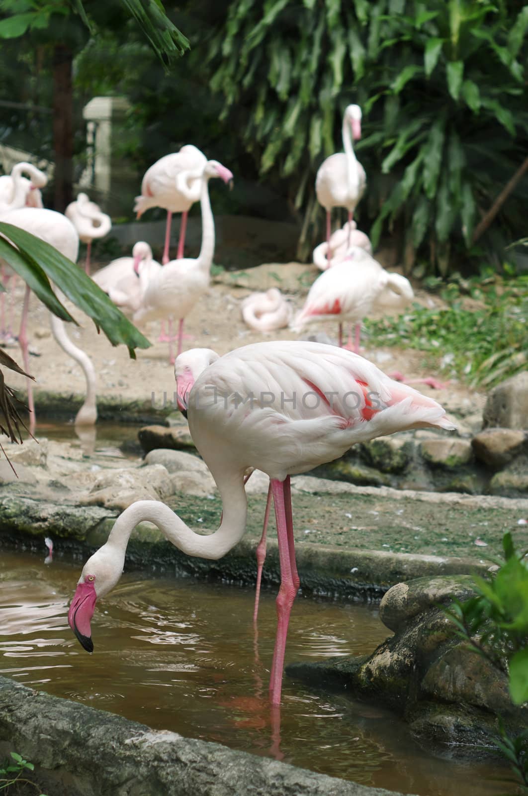 Flamingos by BeeManGuitarRa