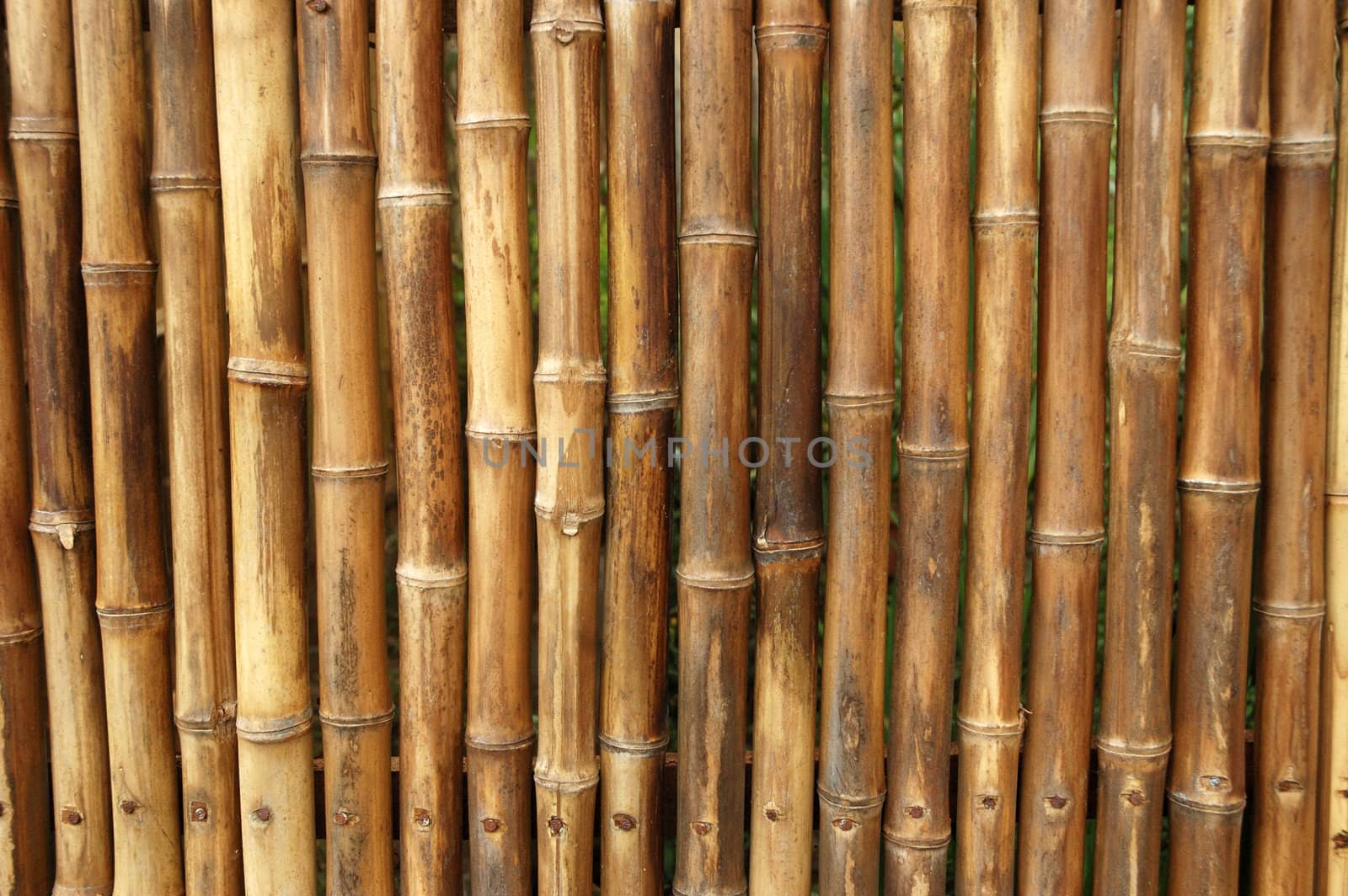 a shot of a bamboo grove featuring rich golden bamboo