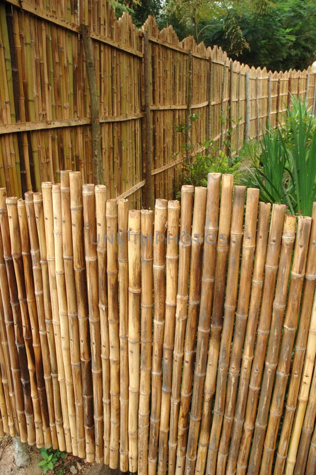 a shot of a bamboo grove featuring rich golden bamboo