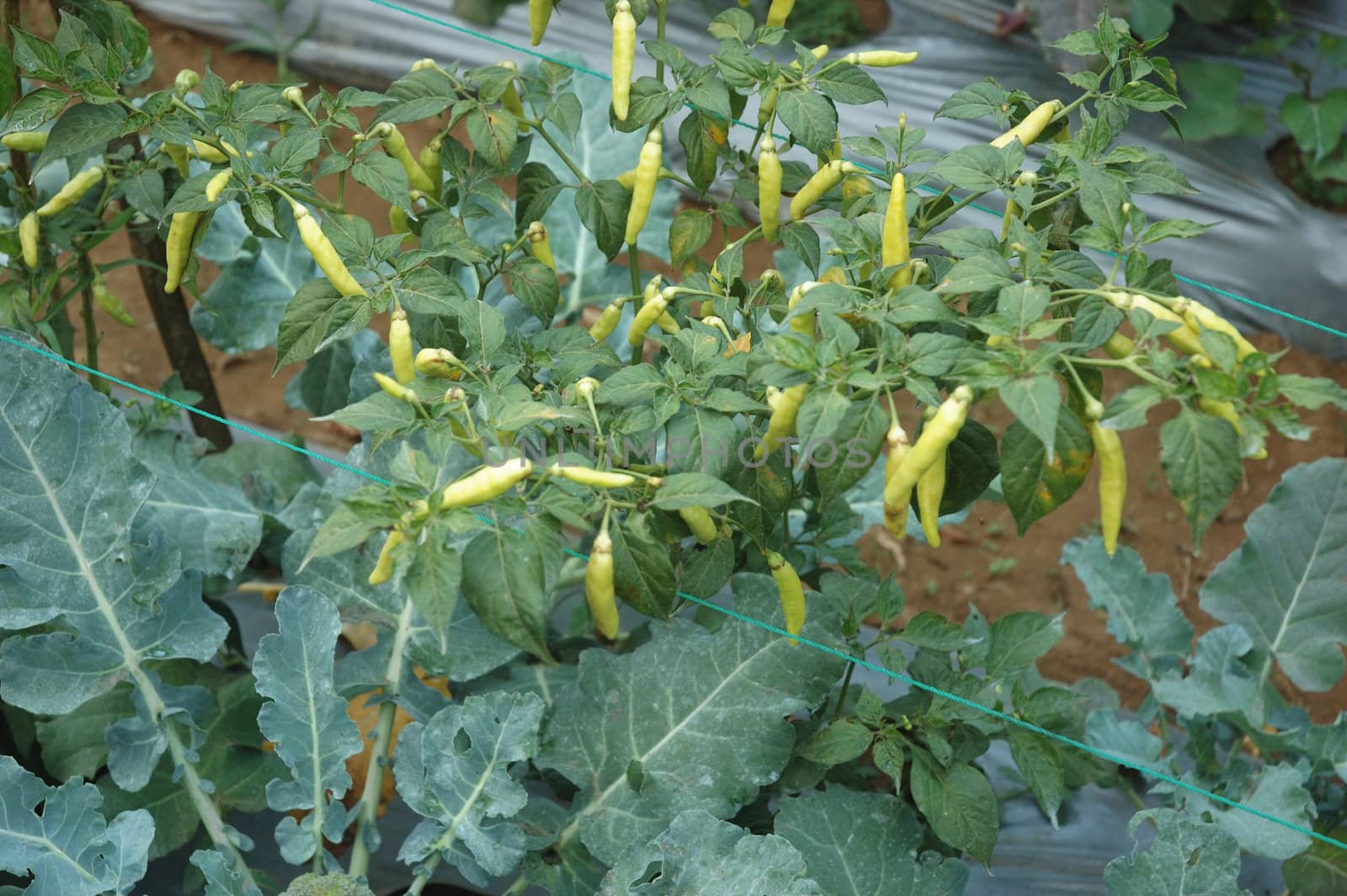 close-up of mini green chili pepper on the vine