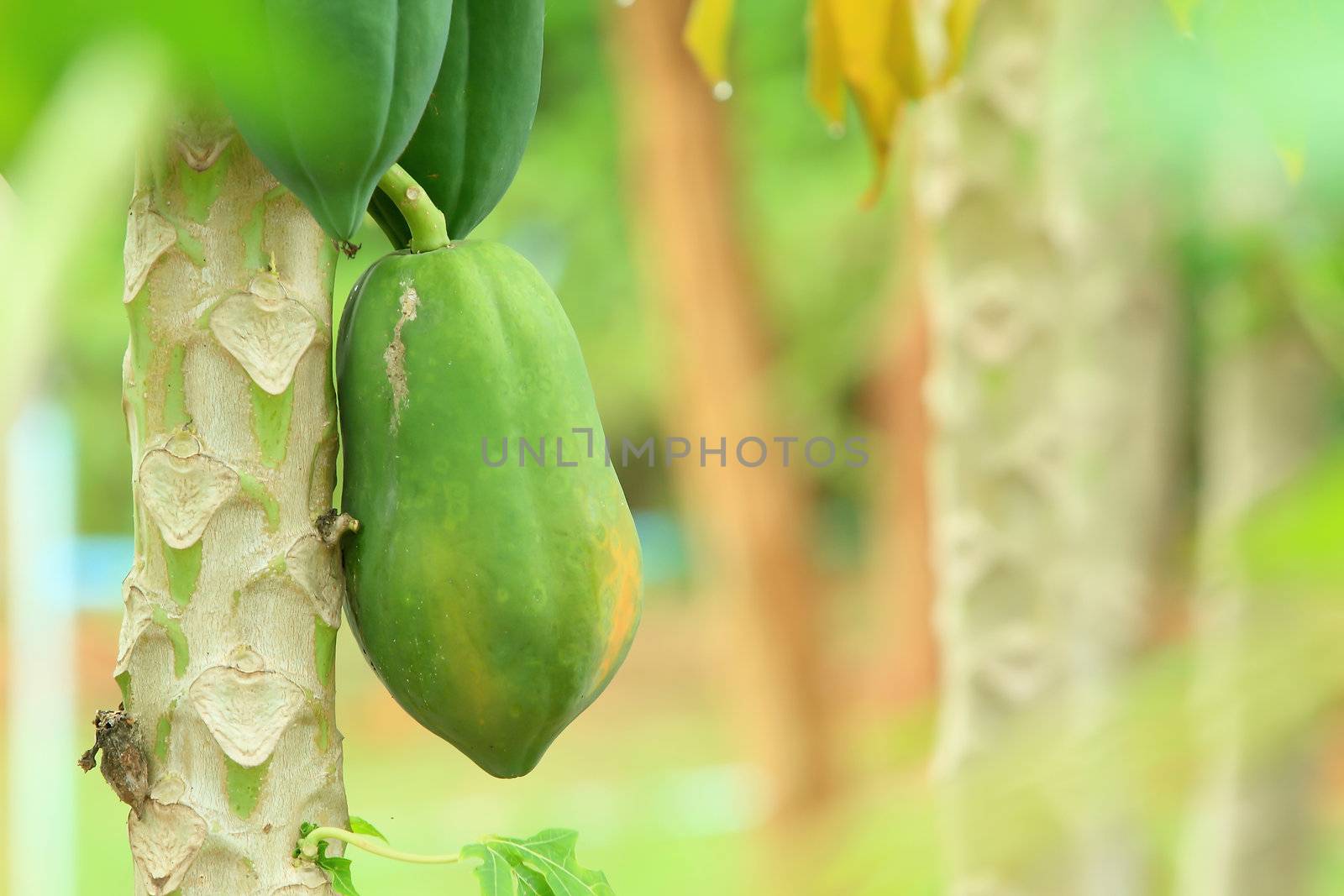 Bunch of Papayas hanging from the tree