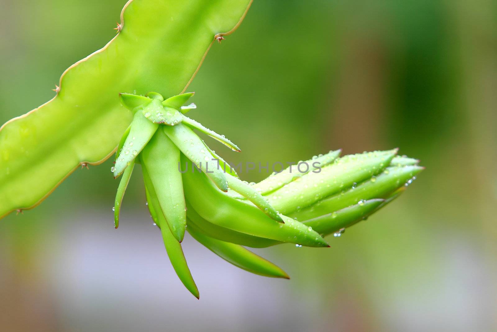 dragon fruit bud  by rufous