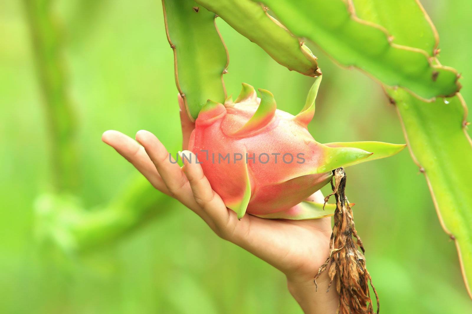 Dragon fruit in nature