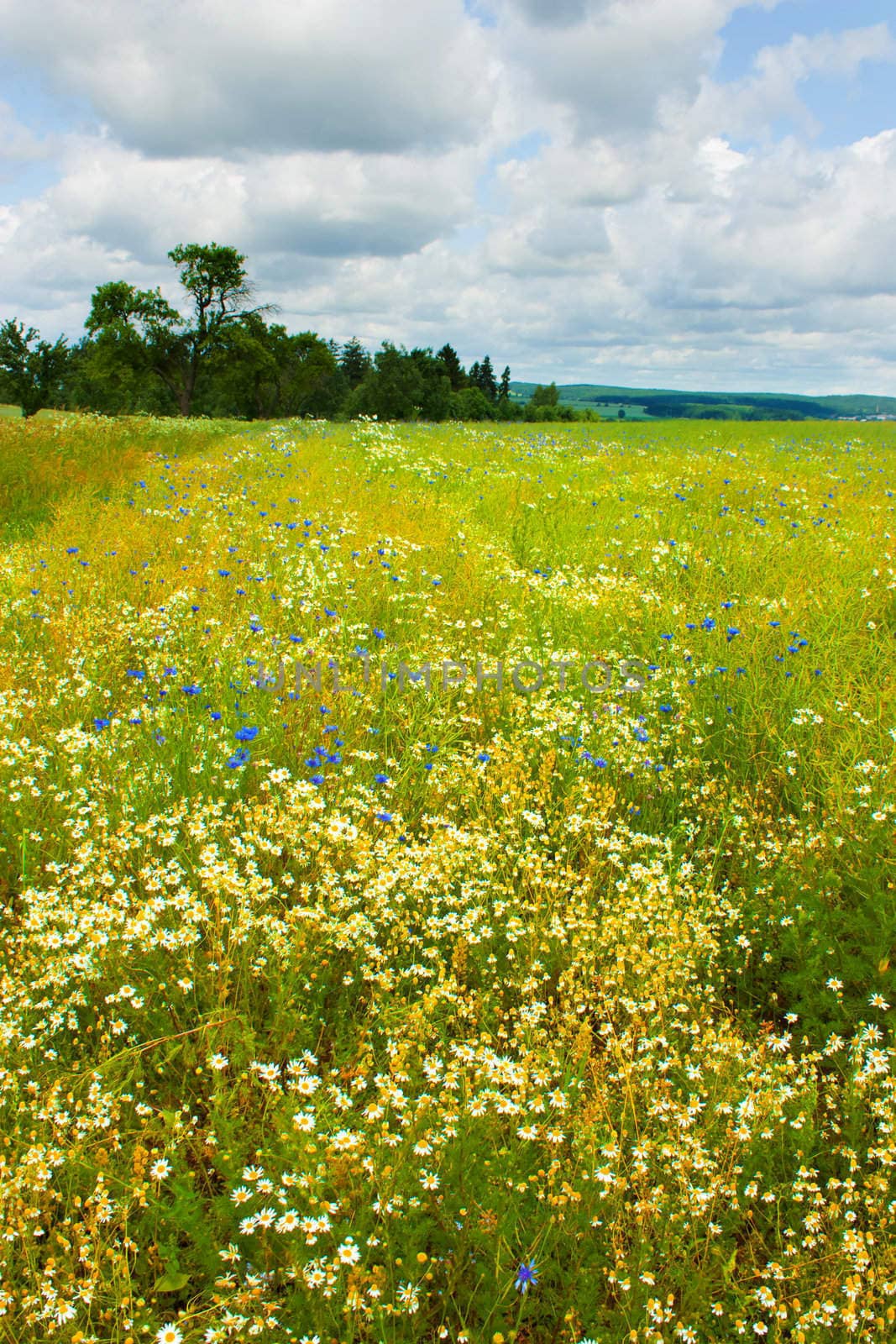 Landscape with field of blossom in Czech Republic