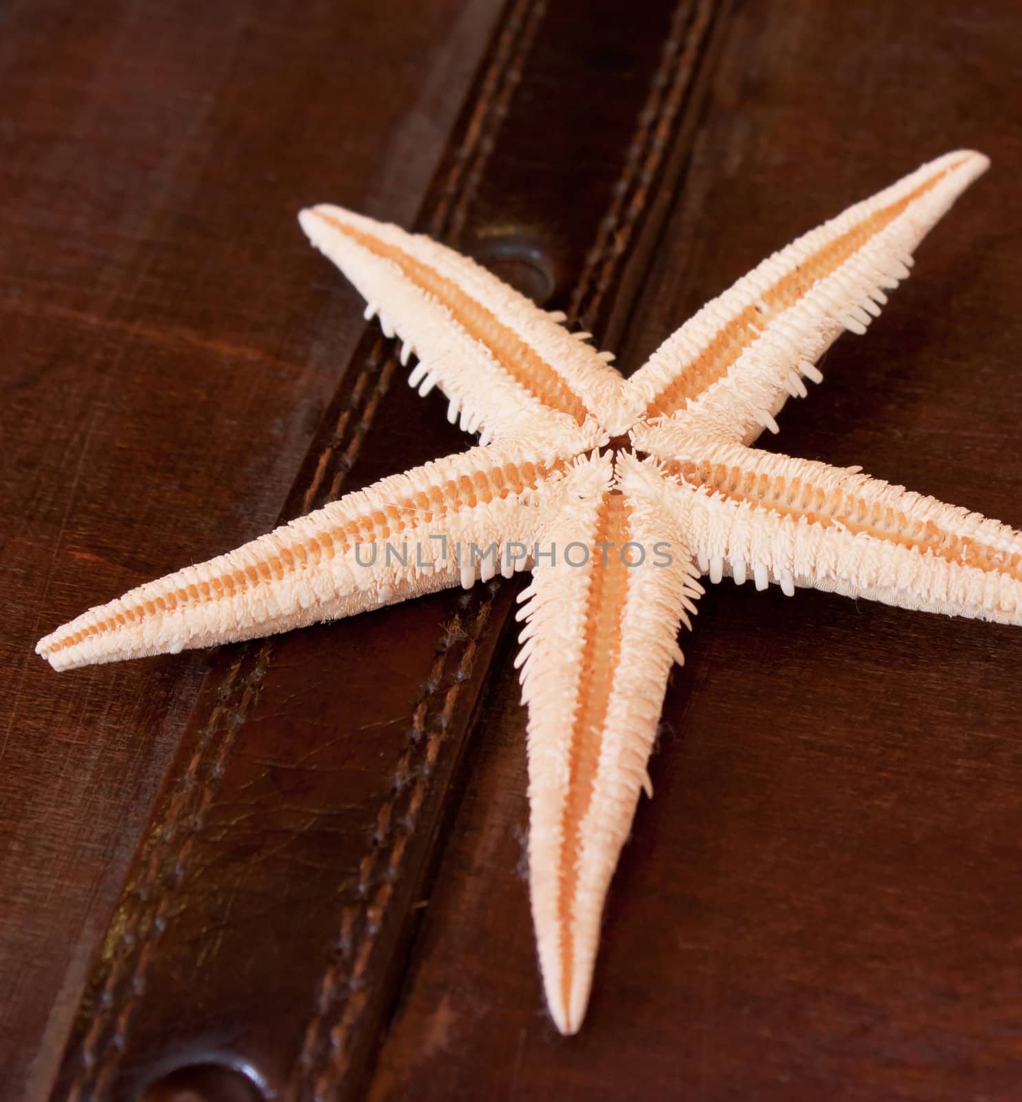Nice starfish on leather suitcase