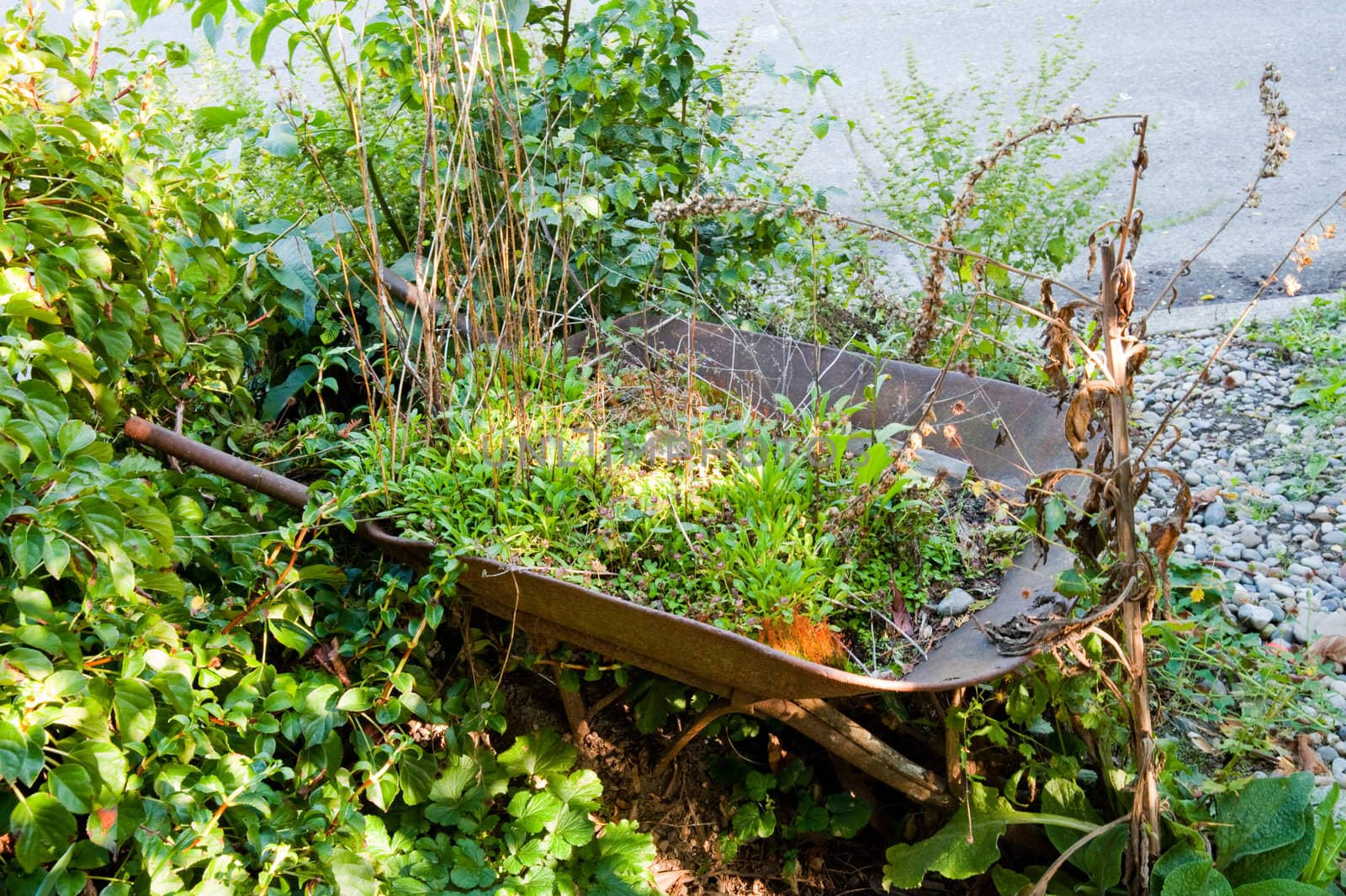 Overgrown wheelbarrow