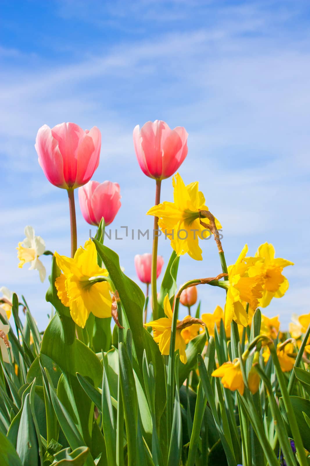 Nice blossom of spring, tulips, narcissus on blue sky