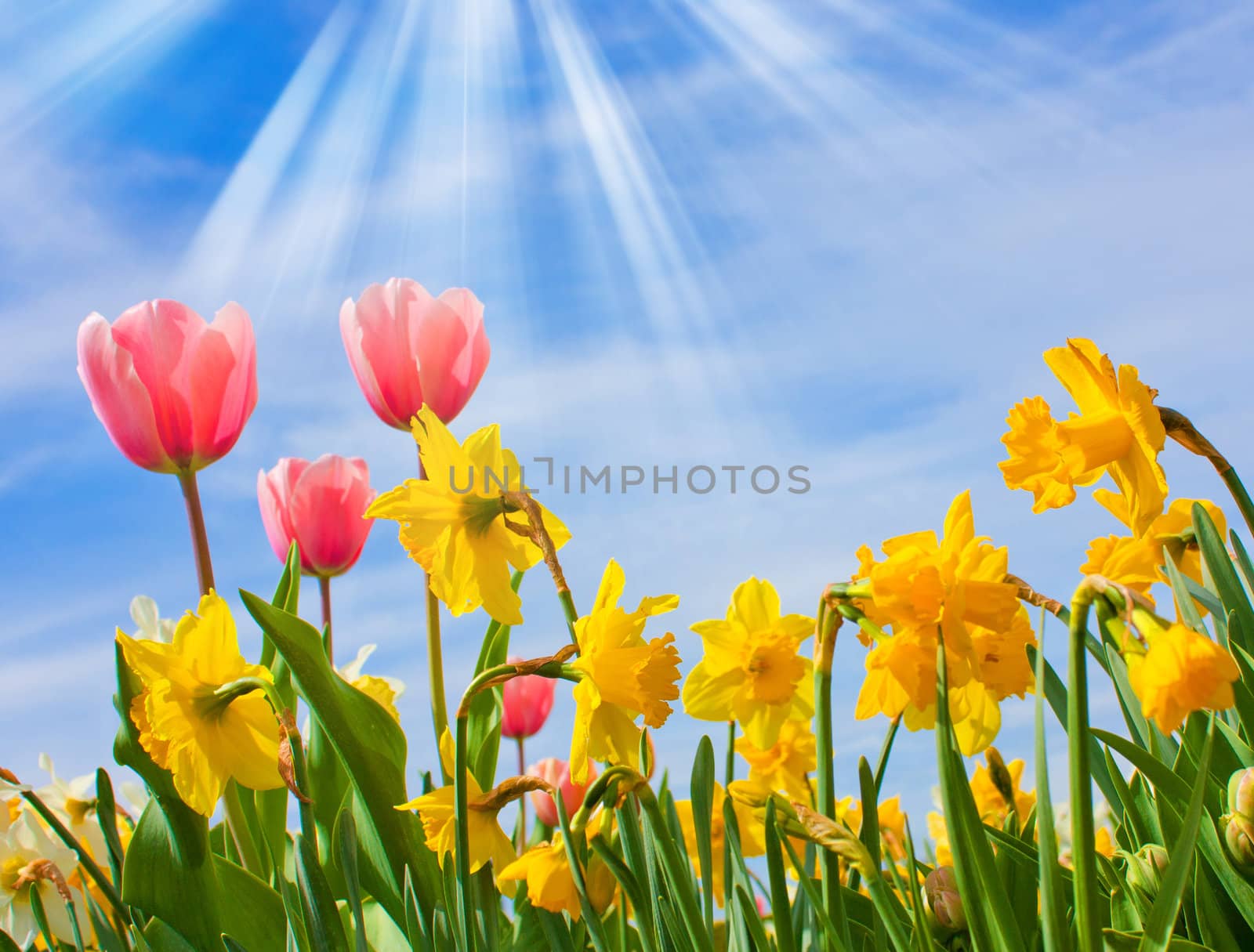 Nice blossom of spring, tulips, narcissus on blue sky