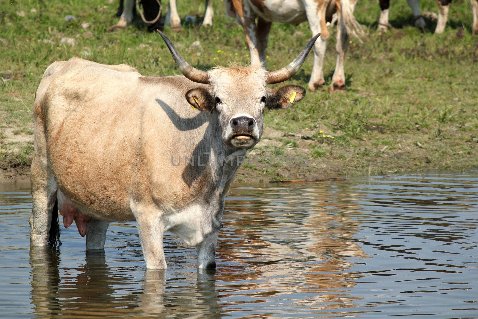 cow standing in water by goce