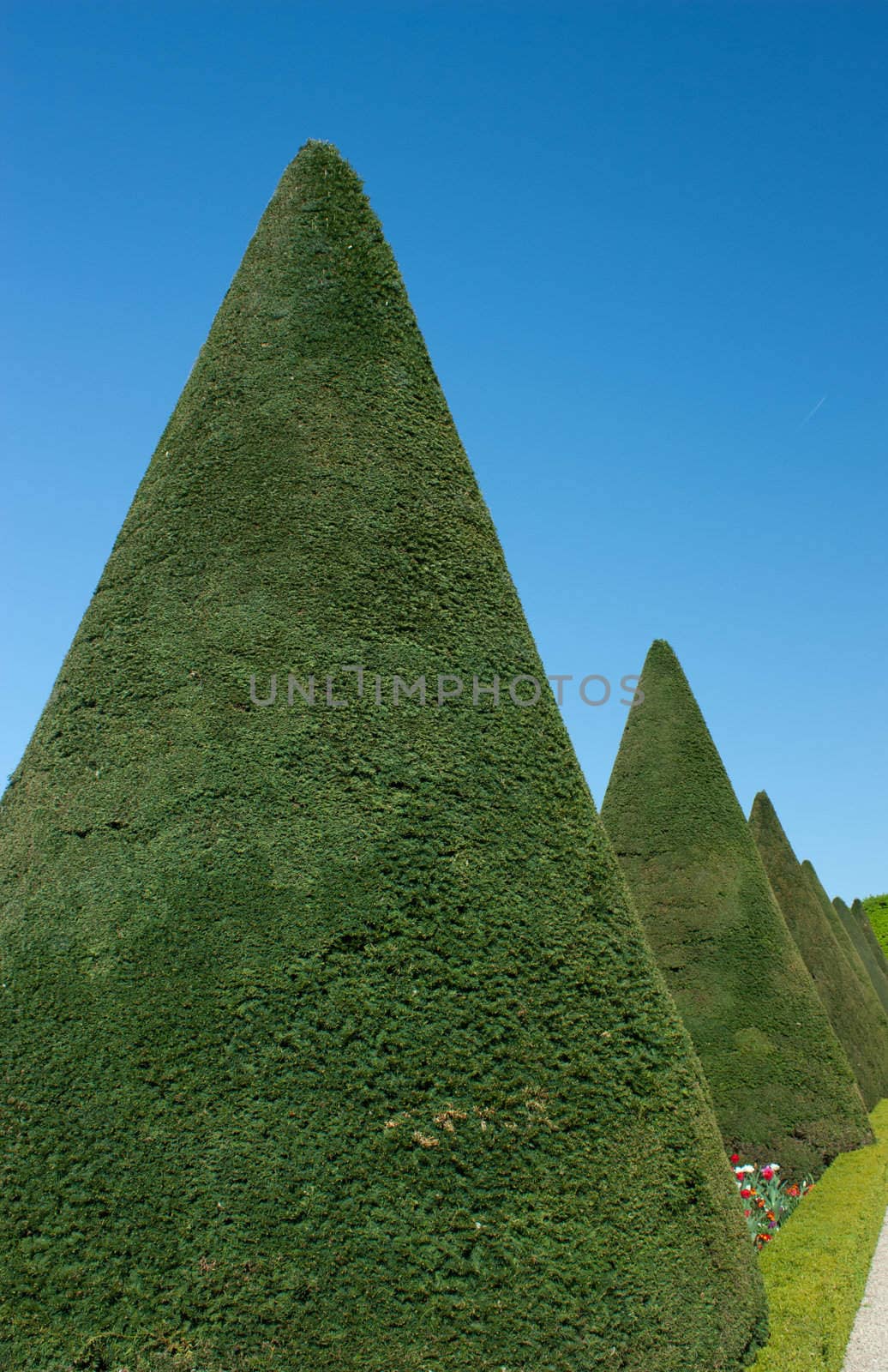 View of a nice garden, green shrub cropped