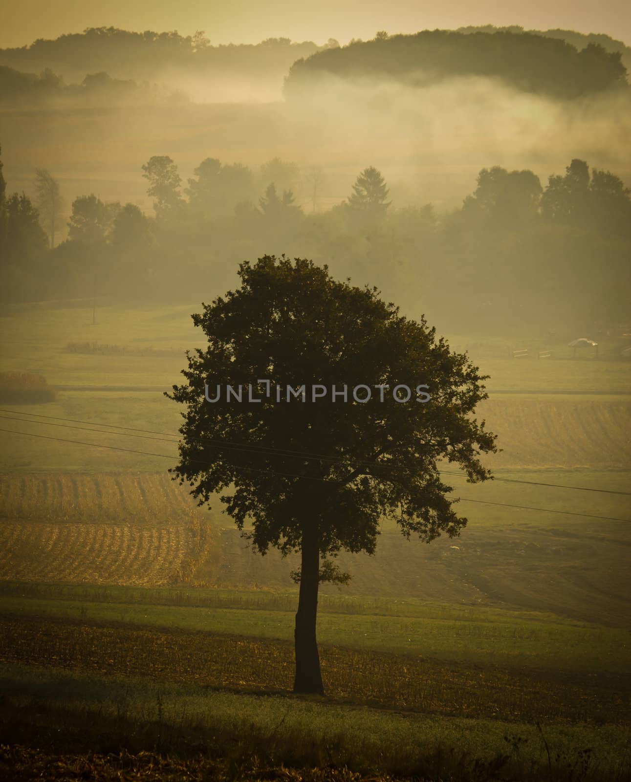 Single tree silhouette in morning fog by xbrchx