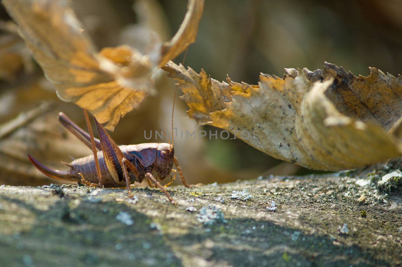 Grasshopper in natural forrest environment by xbrchx